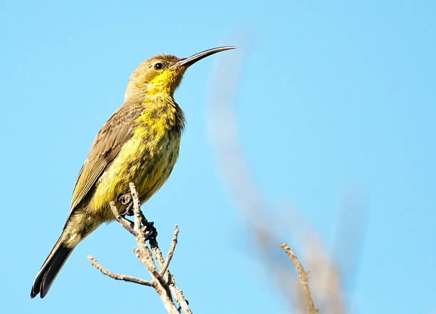 istock Female Sunbird on stick 153825128
