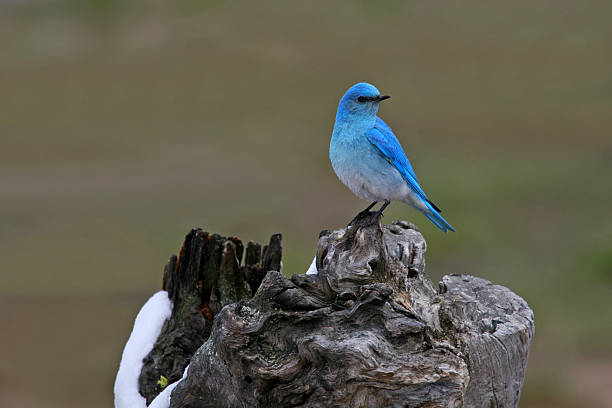 сиалия красоты - mountain bluebird bird bluebird blue стоковые фото и изображения