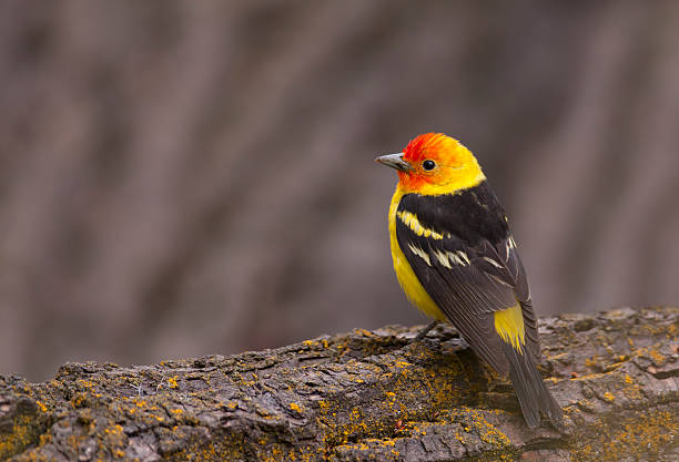 Logging In A beautifule male Western Tanager poses on a log. piranga ludoviciana stock pictures, royalty-free photos & images