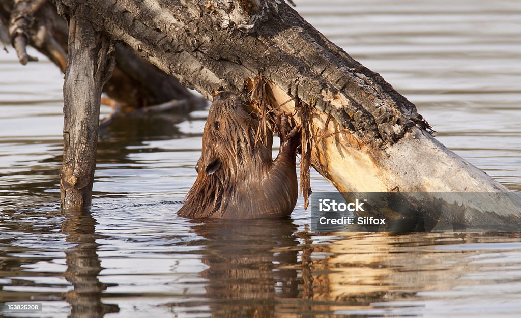 Barking Beaver - Zbiór zdjęć royalty-free (Bez ludzi)