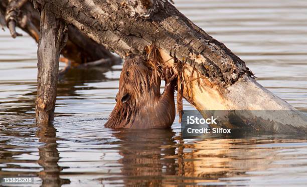 Barking Beaver - zdjęcia stockowe i więcej obrazów Bez ludzi - Bez ludzi, Bóbr, Bóbr kanadyjski
