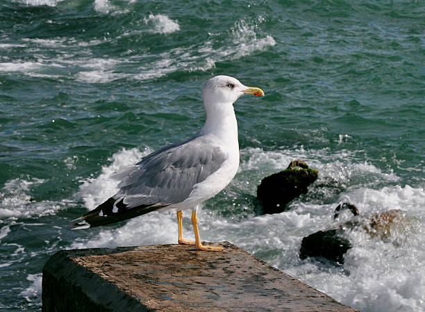 Seagull stock photo