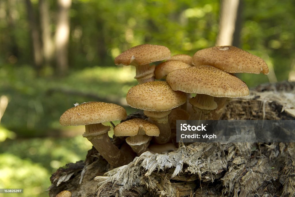 식용 버섯 임산 - 로열티 프리 0명 스톡 사진