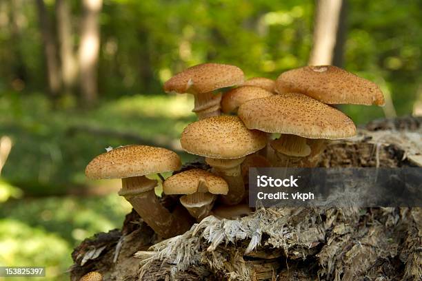 식용 버섯 임산 0명에 대한 스톡 사진 및 기타 이미지 - 0명, Boletus, Honey Fungus