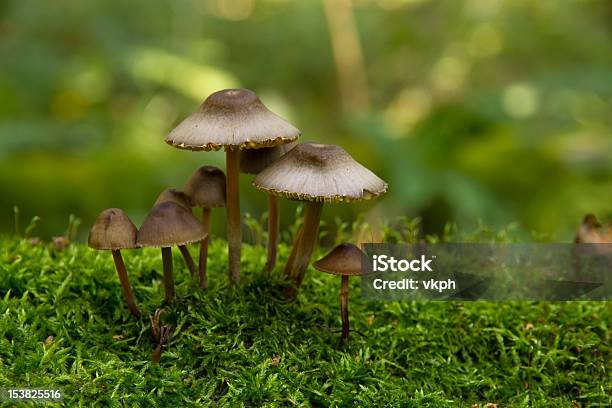 버섯 성장하는 On Moss 0명에 대한 스톡 사진 및 기타 이미지 - 0명, Boletus, 가을