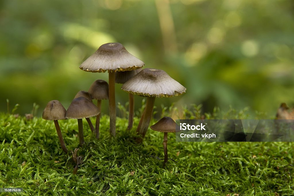 Musgo de cogumelos, a crescer - Royalty-free Ao Ar Livre Foto de stock