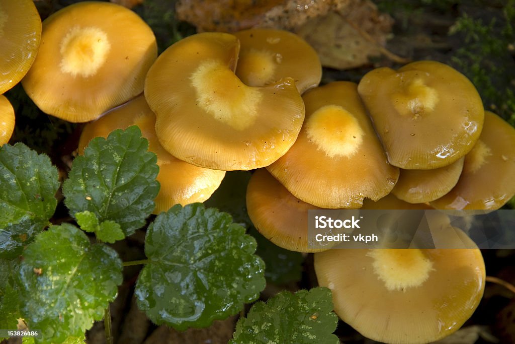 노란색 버섯 클로즈업 - 로열티 프리 0명 스톡 사진