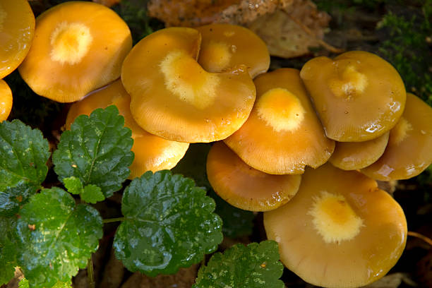 istock yellow mushrooms close up 153826486