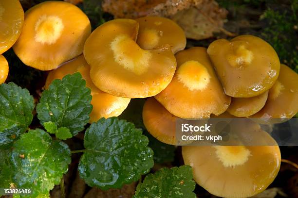 Foto de Cogumelos Amarelo Closeup e mais fotos de stock de Agárico - Amanita - Agárico - Amanita, Boletus Sp, Bosque - Floresta