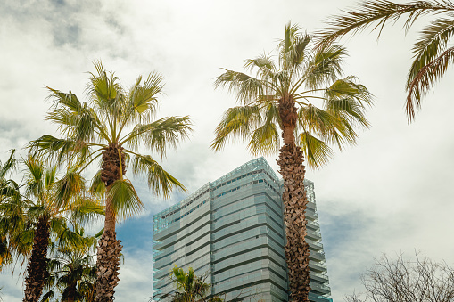 Office building in Barcelona and Palm trees, Spain