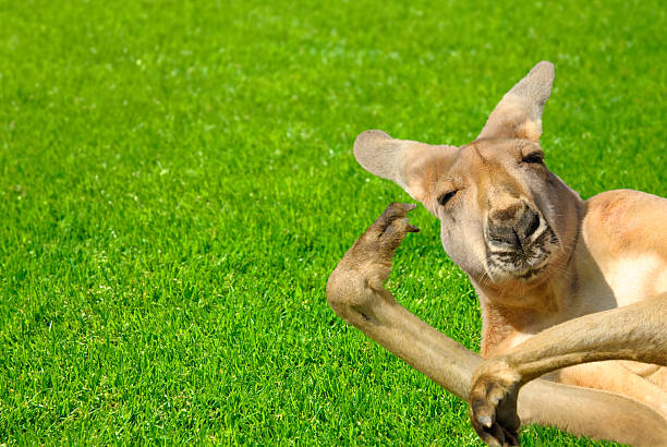 Funny Human Looking Kangaroo On A Lawn Stock Photo - Download Image Now -  Kangaroo, Humor, Animal - iStock