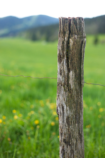 Meaudre, Le Vercors, France: Green pastures and yellow wildflowers in springtime, with fence post in foreground.