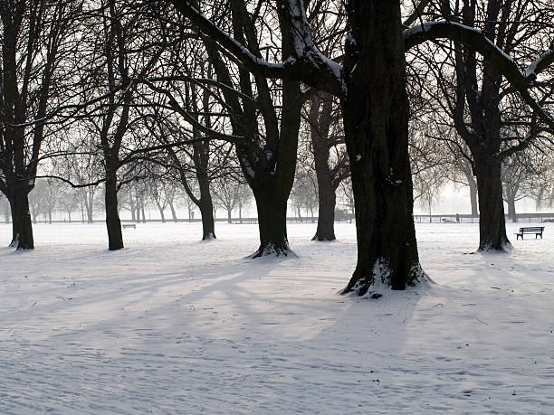Jardin de Plantes under the snow, Paris