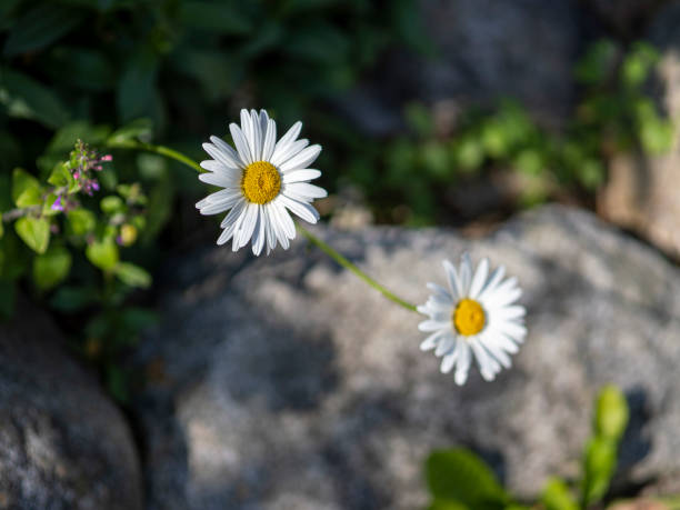 istock Coquitlam Inspiration Garden 1538291506