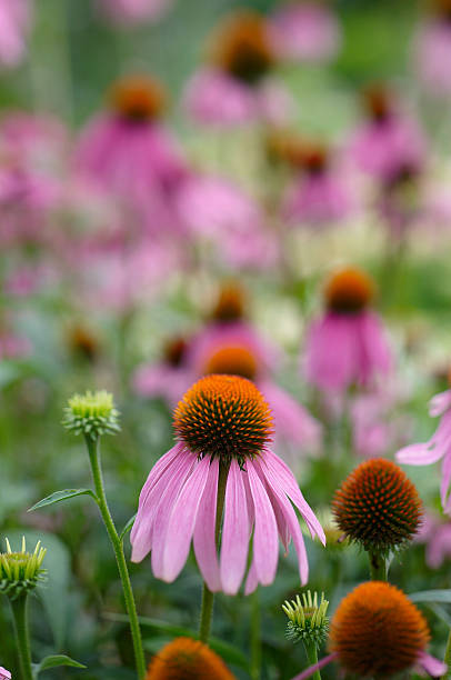 istock Echinacea flower in herbal garden 153829633