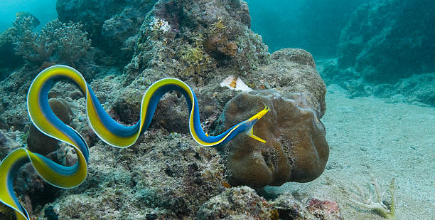 Ribbon eel (male) stock photo