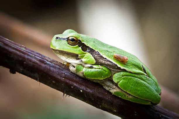 ��小型のカエルの小枝グリーン - green treefrog frog common frog tree frog ストックフォトと画像