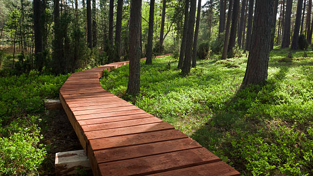 istock Wooden footpath in forest at summer 153830286