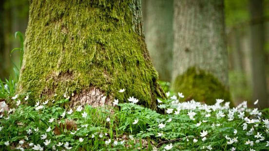 Mossy old tree and windflower in forest in spring. Poland, Bory Tucholskie.