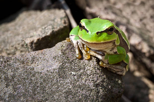 緑のカエルの好奇心をロッ�ク - green treefrog frog common frog tree frog ストックフォトと画像