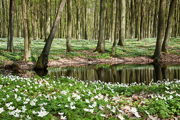 Springer white flowers at pond in spring. Poland, Bory Tucholskie.