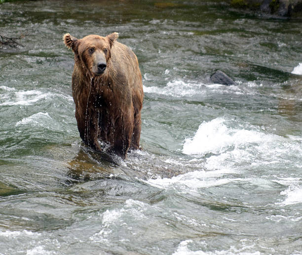 istock Large Brown Bear fishing for salmon in a river 153830565