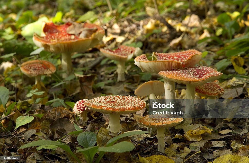 group of red fly agaric mushrooms large group of red fly agaric mushrooms in the forest on a sunny autumn day Autumn Stock Photo