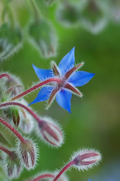 istock Blue flower in  herbal garden 153830651