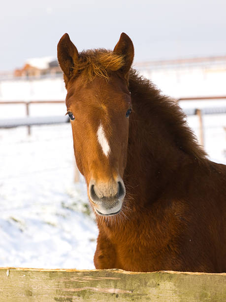 istock Foal In The Snow 153830699