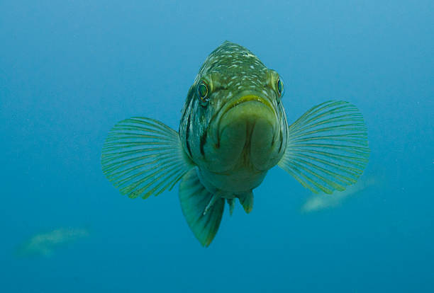 sea bass stock photo