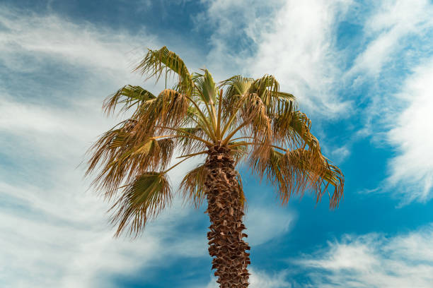 istock Palm trees at La Barceloneta. Barcelona, Spain 1538308098