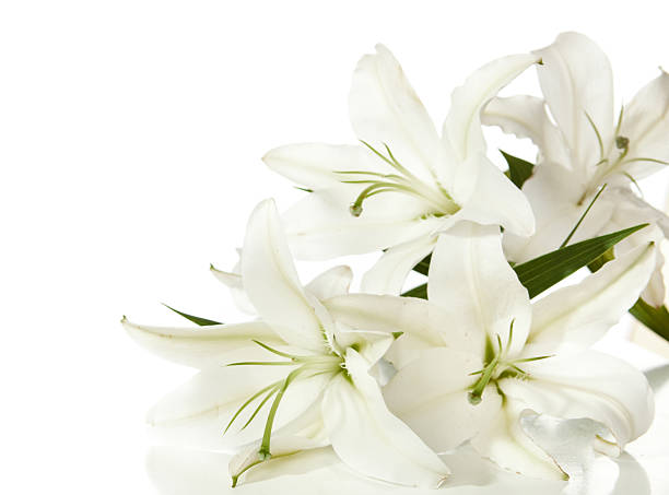 istock fragment of white lilies ' bunch 153830898