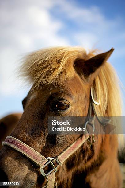 Caballo En Primer Plano Foto de stock y más banco de imágenes de Caballo - Familia del caballo - Caballo - Familia del caballo, Cabeza de animal, Enfoque diferencial