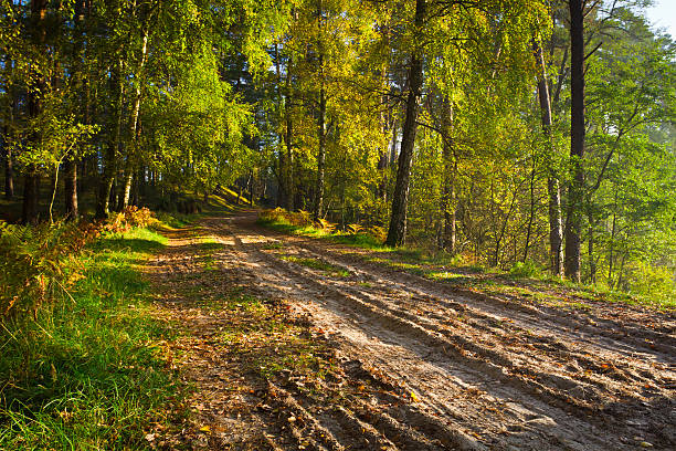 Footpath in the forest at autumn. Poland, Bory Tucholskie.
