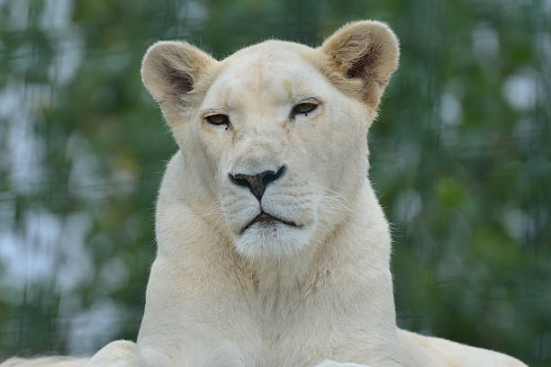 istock White south african lioness 153832865