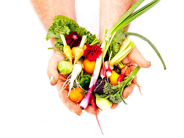 istock Hands of an artisan vegetable grower 153833321