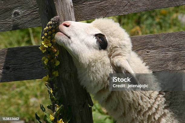 Hungry Lamb Stock Photo - Download Image Now - Animal, Animal Body Part, Animal Head