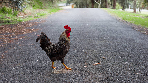 chicken crossing road stock photo