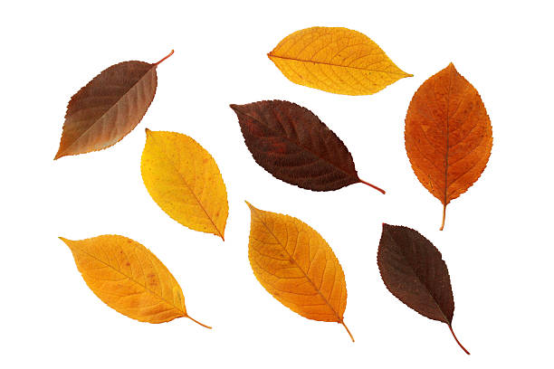 istock set of autumnal leaves 153834262