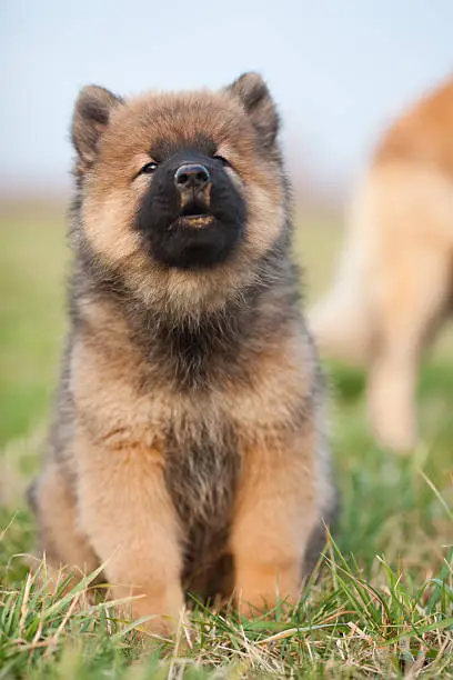 cute Eurasier puppy sitting outdoors on the grass