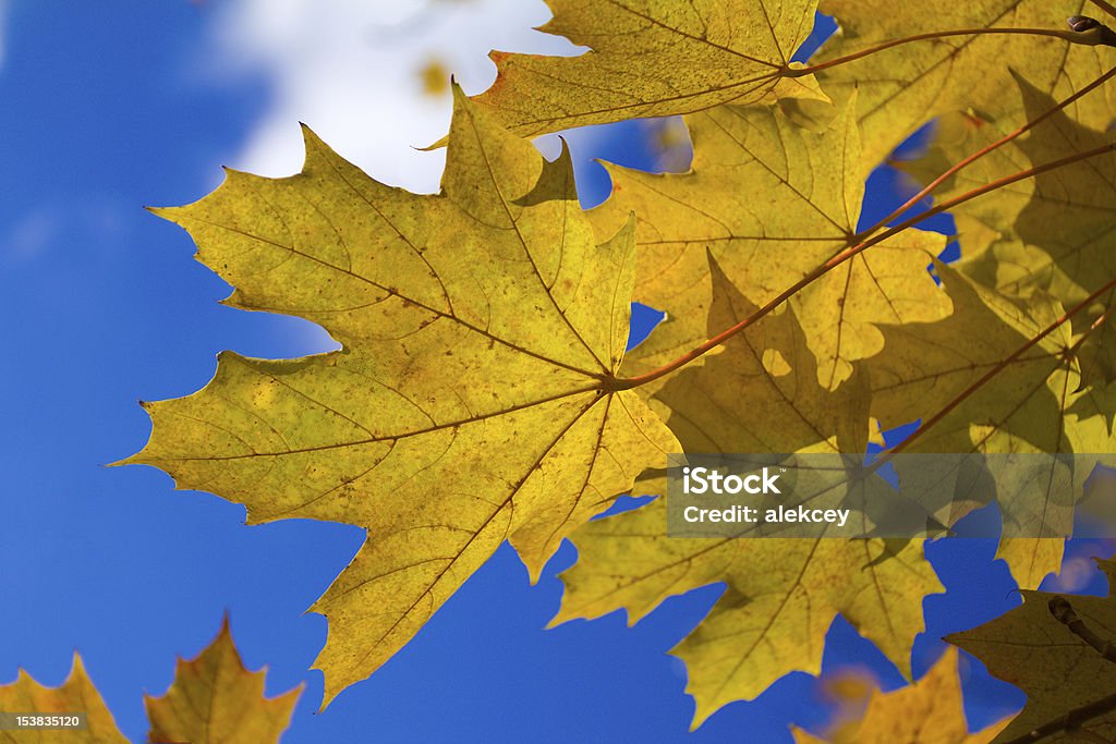 Feuilles d'érable automne - Photo de Arbre libre de droits