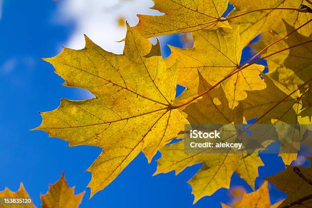 Photo libre de droit de Feuilles Dérable Automne banque d'images et plus d'images libres de droit de Arbre - Arbre, Automne, Bleu