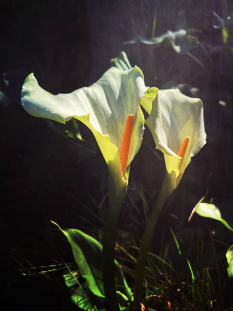 zielona bogini arum lilie - calla zdjęcia i obrazy z banku zdjęć