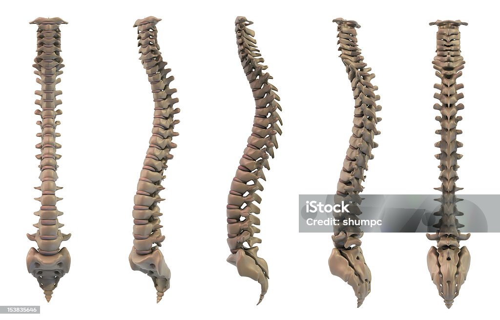 Oito vistas da espinha dorsal - Foto de stock de Anatomia royalty-free