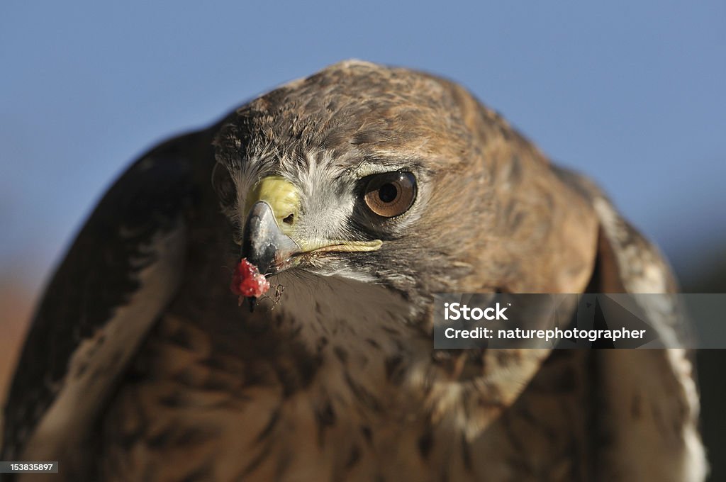 Red Tailed Hawk with food Red Tailed Hawk eating a rabbit with food in it's beak Animal Stock Photo