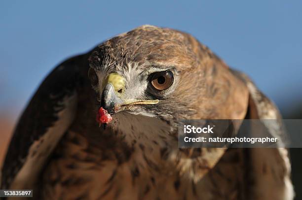 Red Tailed Hawk With Food Stock Photo - Download Image Now - Animal, Animal Body Part, Animal Eye
