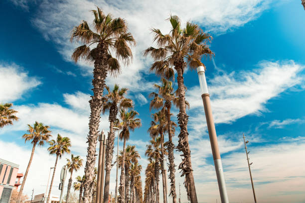 istock Palm trees at La Barceloneta. Barcelona, Spain 1538359320