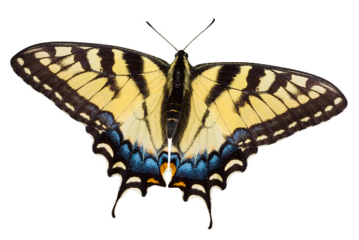 Tiger Swallowtail butterfly (Papilio glaucas) with clipping path.