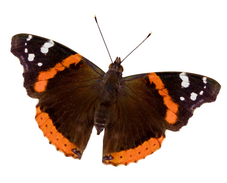 Red Admiral Butterfly (Vanessa atalanta)