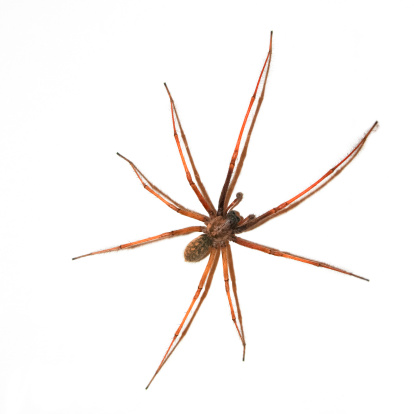 Large Spider on wall - Gelsenkirchen, North Rhine Westfalia, Germany